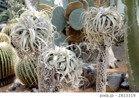 ティランジア属 着生植物の写真素材