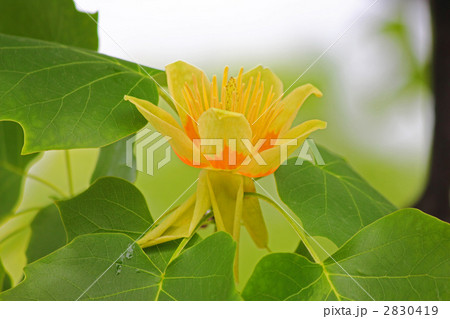 黄色のモクレンの写真素材 - PIXTA