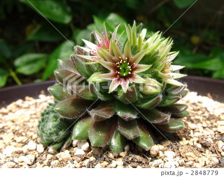 センペルビウム センペルビューム 花の写真素材