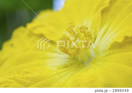 花 おしべ めしべ ヘチマの写真素材 Pixta