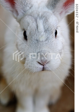 正面顔 うさぎ 目の写真素材