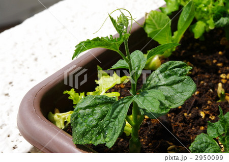 ガーデニング ツルレイシ 葉 苗の写真素材