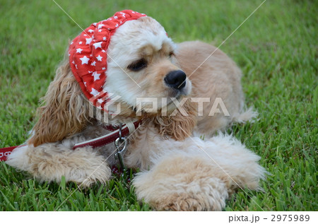 アメリカンコッカー アメリカンコッカースパニエル 犬 スヌードの写真素材