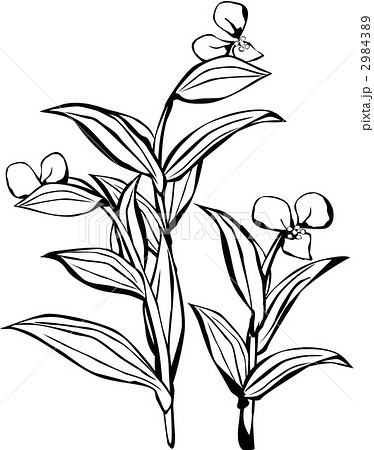 露草 イラスト 植物 モノクロのイラスト素材
