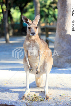 カンガルー 正面 ポートレート 動物の写真素材