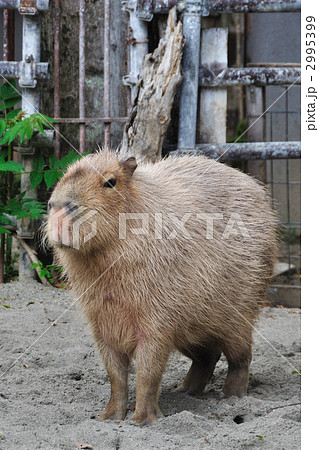 カピバラ 動物 陸上動物 上野動物園の写真素材