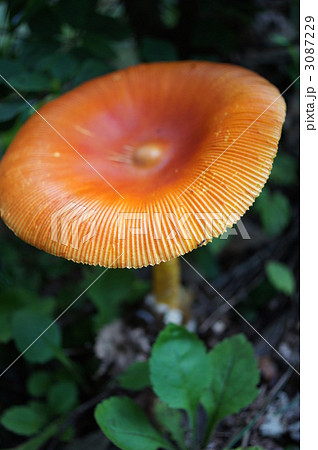 タマゴタケ キノコ オレンジ色 傘の写真素材