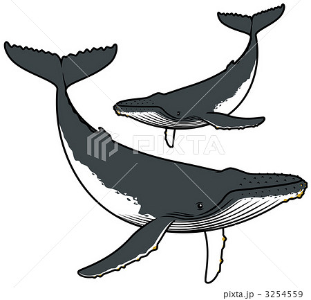 ザトウクジラ ハンプバックホエール 座頭鯨 海の動物のイラスト素材