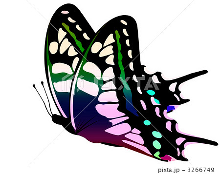 アゲハ蝶 あげは蝶 アゲハ 蝶のイラスト素材