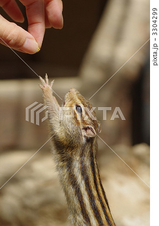 リス 小動物 茶色 シマリス 縞模様 すばしっこいの写真素材