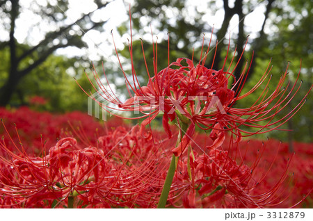 曼珠沙華 おしべ 花粉 彼岸花の写真素材