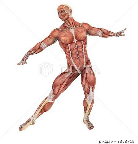 透過 男性 筋肉 透ける 骨格の写真素材