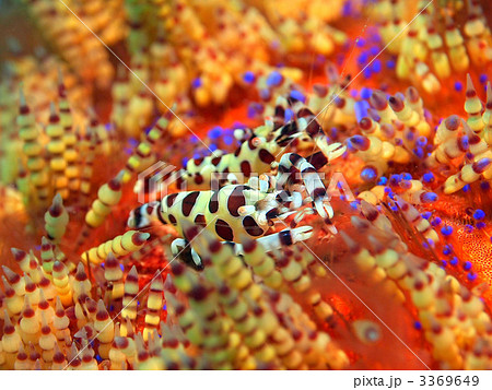 海老 ハサミ 甲殻類 ウニの写真素材