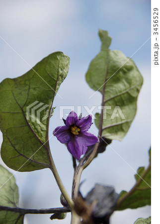 なすびの花 紫 野菜の写真素材