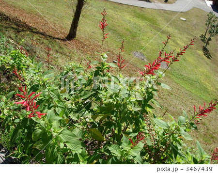 サルビア科 パイナップルセージ 赤い花 ハーブの写真素材