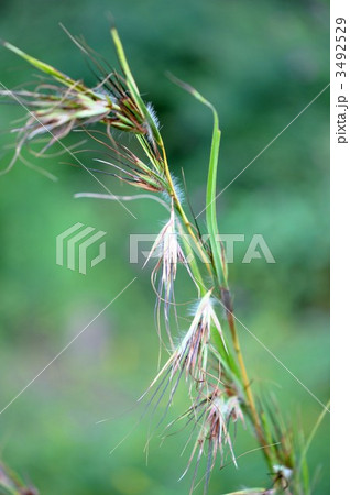 刈萱 花 カルカヤの写真素材