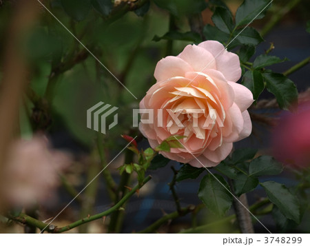 マリー アントワネット 植物 薔薇 花の写真素材