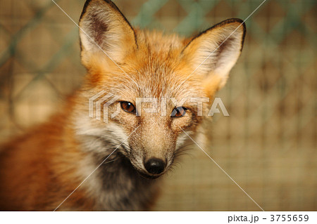 キツネ 顔 陸上動物 フォックスの写真素材