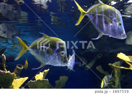 ルックダウン 海水魚 熱帯魚 青色の写真素材