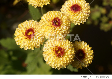 西洋菊の写真素材