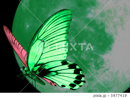 蝶 蛾 映える 黄緑色のイラスト素材