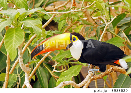 鳥 南国 クチバシ オニオオハシの写真素材