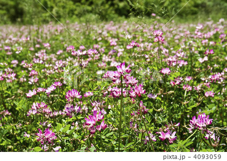 芋沢 蓮華草 桃色 花畑 仙台市 れんげの写真素材