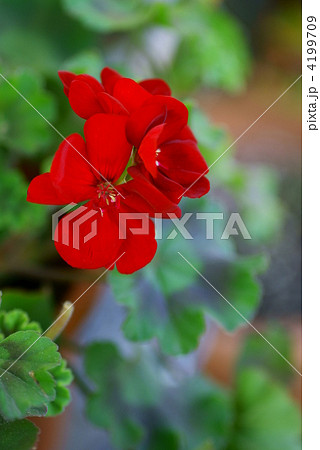 ゼラニウム 鉢植え 赤色 花の写真素材 - PIXTA ゼラニウム 鉢植え 赤色 花の写真素材 - PIXTA