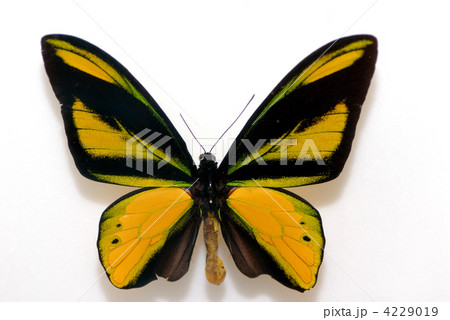 キマエラトリバネアゲハの写真素材 - PIXTA
