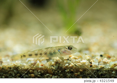 カワヨシノボリ 幼魚の写真素材