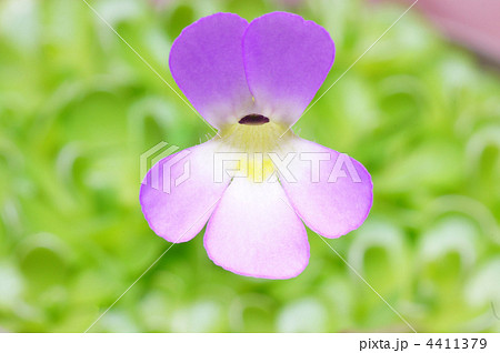 エセリアナ 珍しい花の写真素材