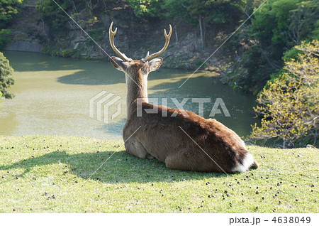 鹿の後姿の写真素材