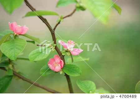 カリンの花 カリン 中国東部原産 安蘭樹の写真素材