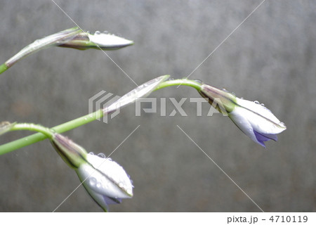 花ニラ スプリングスターフラワー つぼみ 花の写真素材