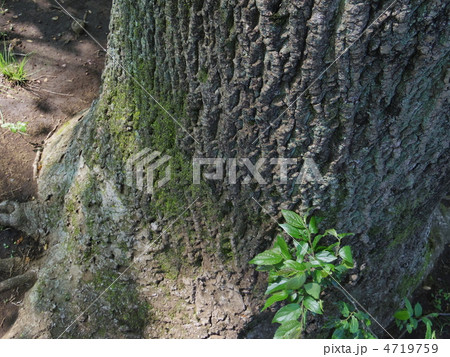 木の根元 根元 小金井市 樹木の写真素材