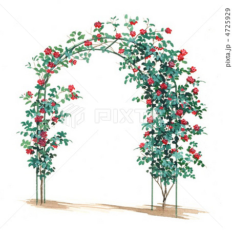 ガーデン 薔薇園 アーチ つるバラのイラスト素材