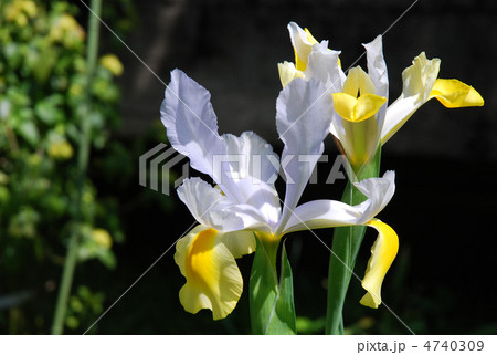 オランダアヤメの写真素材