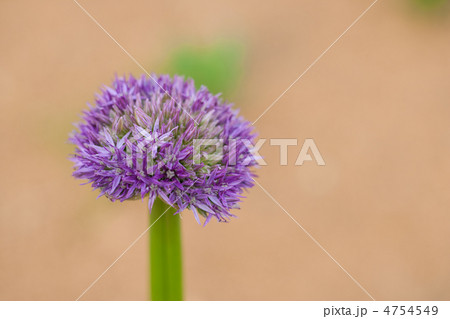 丸形の花 緑の茎 紫の花 紫の写真素材