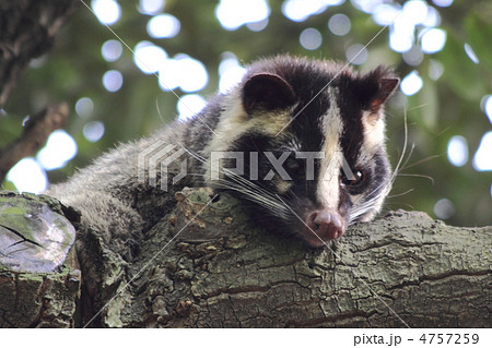 ハクビシンの写真素材