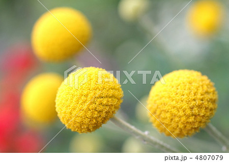 花 黄色い花 丸い花 ゴールドスティックの写真素材