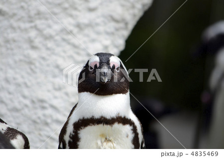 ペンギン 鳥 正面 くちばしの写真素材