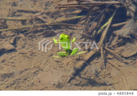 泳ぐ カエル 蛙 アオガエルの写真素材