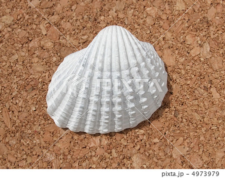 ハイガイ 貝殻 白い貝の写真素材