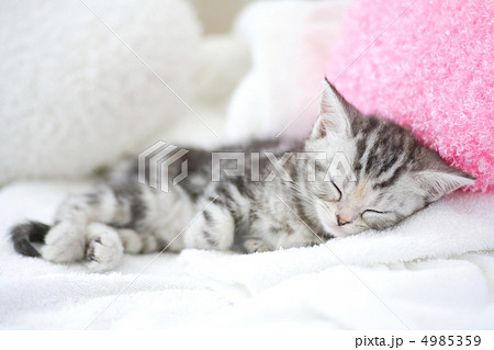 動物 猫 子猫 アメリカンショートヘアの写真素材