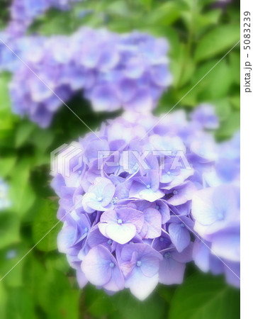 西洋紫陽花 西洋アジサイの写真素材 - PIXTA