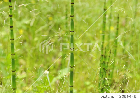 砥草 木賊 トクサ科 研磨剤の写真素材