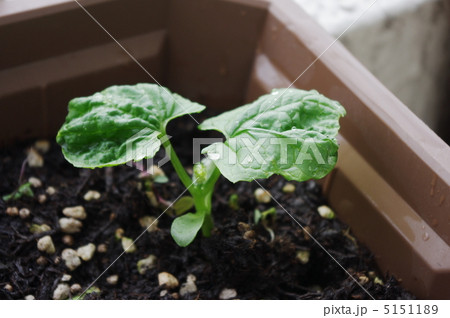 ゴーヤの苗の写真素材