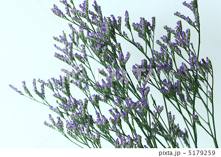 ハイブリッドスターチス 花 イソマツ科 紫色の写真素材