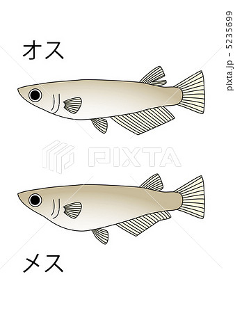 メダカ 雄 雌 淡水魚のイラスト素材