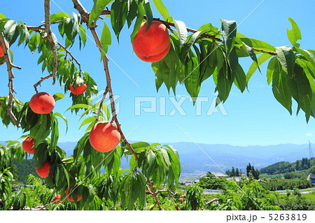 木に生る桃の写真素材